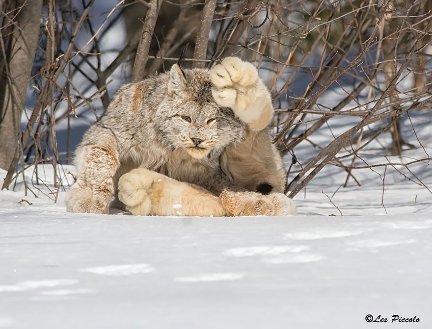 Linh miêu Canada, tên khoa học là Lynx canadensis, đây là một giống mèo lớn thuộc Chi Linh miêu (Lynx) trong họ Mèo. Có nguồn gốc và sinh sống ở những vùng hoang dã của Canada,  loài mèo quý hiếm này rất hiếm khi bị bắt gặp trong tự nhiên, chúng cũng là loài vật rất thông minh và cảnh giác.