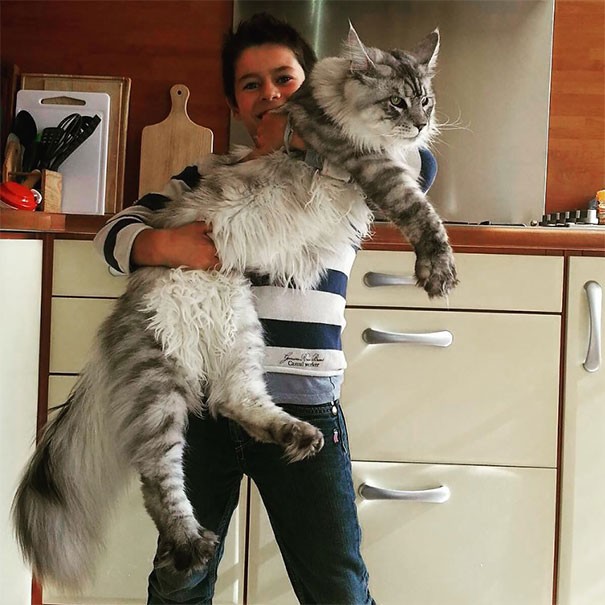 Maine Coon là một trong những giống mèo thuần lớn nhất thế giới. Loài  mèo khổng lồ này đã được công nhận là loài mèo dài nhất thế giới năm 2010 khi Stewie, chú mèo dài tới 1,23m từ chóp mũi đến chóp đuôi, giống Maine Coon ghi tên mình lên kỷ lục.