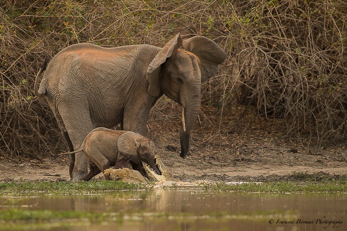 Cảnh tượng  voi con thoát chết ngoạn mục được nhiếp ảnh gia Francois Borman ghi lại tại Mana Pools, thung lũng Zambezi ở Zimbabwe, châu Phi. Con voi con bị cá sấu đớp chặt lấy vòi.