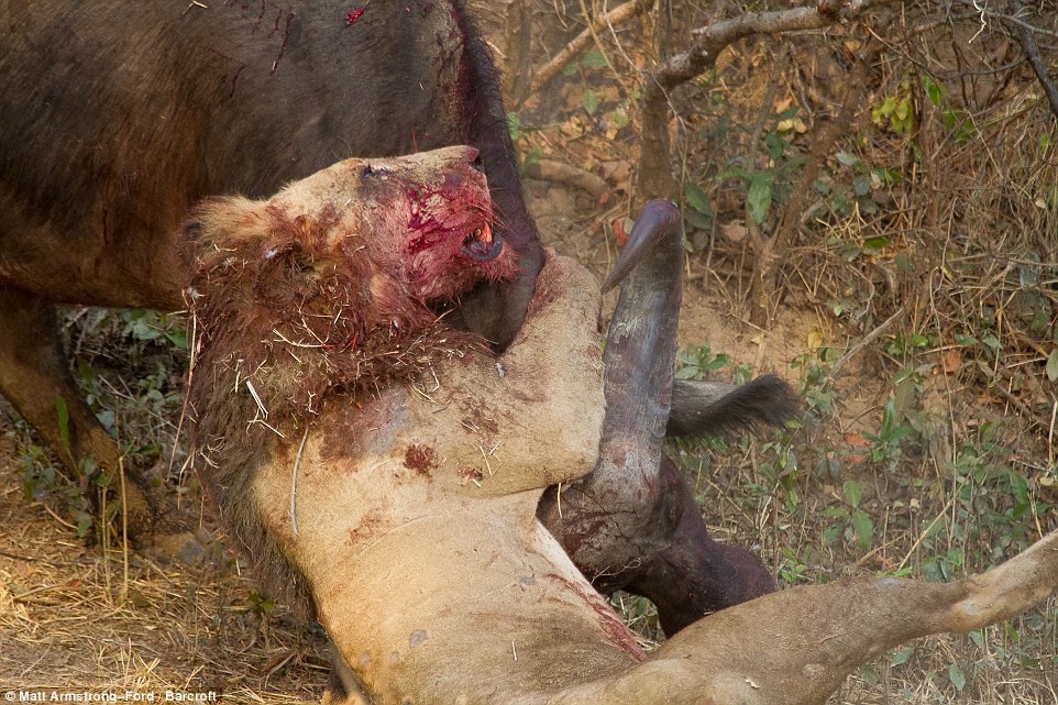 Trong công viên quốc gia Nam Luangwa, Zambia đã diễn ra  trận chiến kinh hoàng giữa một con sư tử đói và một con trâu đang thời kỳ sung sức. Thông thường phần thắng nghiêng về kẻ săn mồi đỉnh cao là sư tử nhưng do đi săn đơn độc, thể lực lại cạn kiệt vì đói, sư tử đã để trâu ngang cơ mình, chúng đã có một trận tử chiến dữ dội.