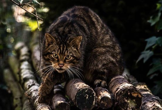 Mèo rừng Scotland thực sự là loài mèo rừng quý hiếm nhất thế giới. Theo số liệu thống kê mới nhất, số lượng cá thể mèo rừng Scotland tồn tại trong tự nhiên chỉ còn khoảng 35 con.