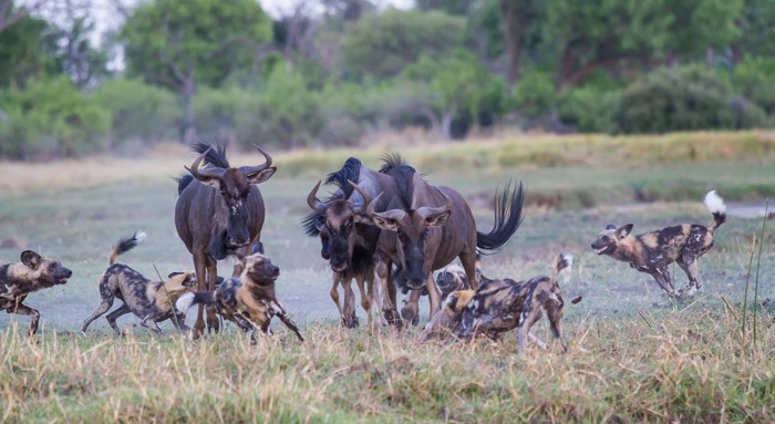 Một buổi chiều tà ở đồng bằng sông Okavango, Botswana nhiếp ảnh gia Lee Whittam đã may mắn được chứng kiến cảnh tượng thú vị khi  linh dương đầu bò tử chiến với chó hoang.