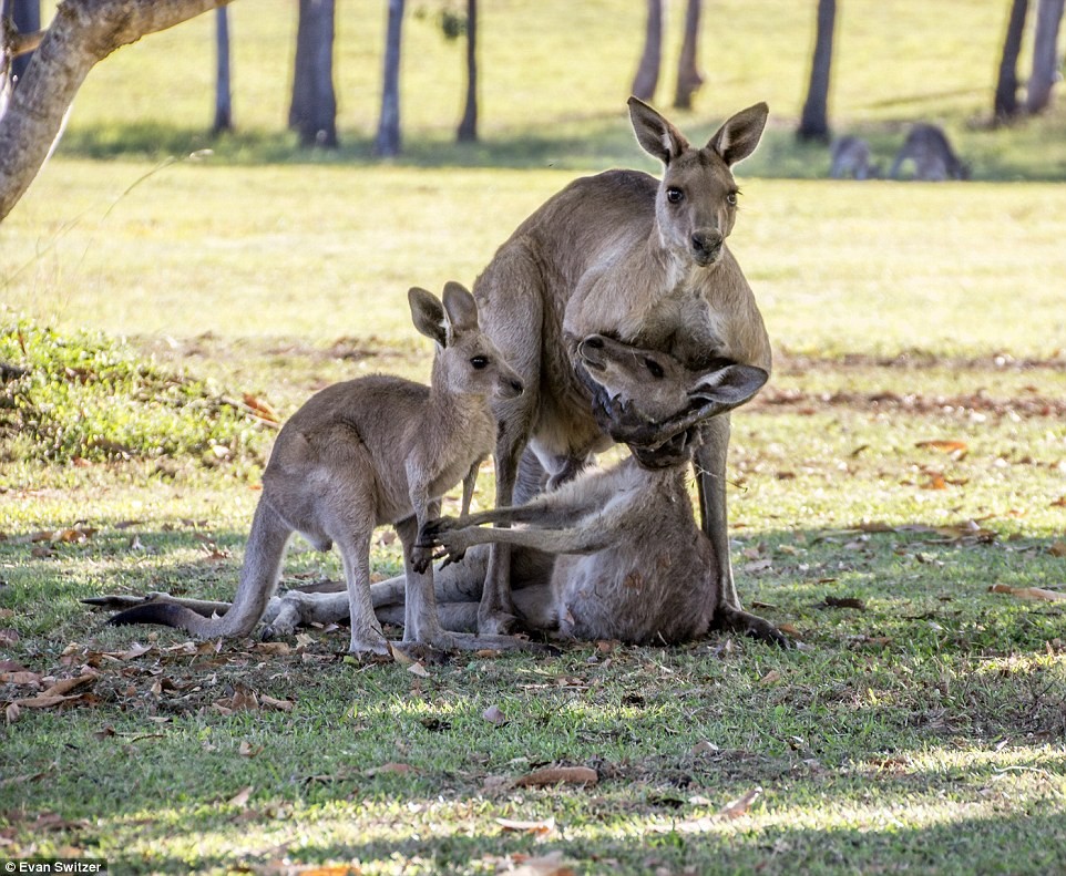 Khoảnh khắc cảm động khi  kangaroo đực từ giã bạn đời do nhiếp ảnh gia nghiệp dư Evan Switzer chụp được ở một bụi rậm gần sông Heads, Queensland, Australia đã lấy nước mắt của người xem bởi sự đau đớn, thương tâm.