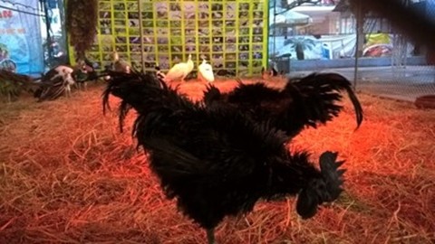 Người trực tiếp bán loại  gà đen mặt quỷ này cho biết, đây là giống gà Ayam Cemani (gà đen hoàn toàn), xuất xứ từ đảo Java, Indonesia. Lần đầu tiên loại gà này được đưa ra tiêu thụ tại Hà Nội dịp Tết.