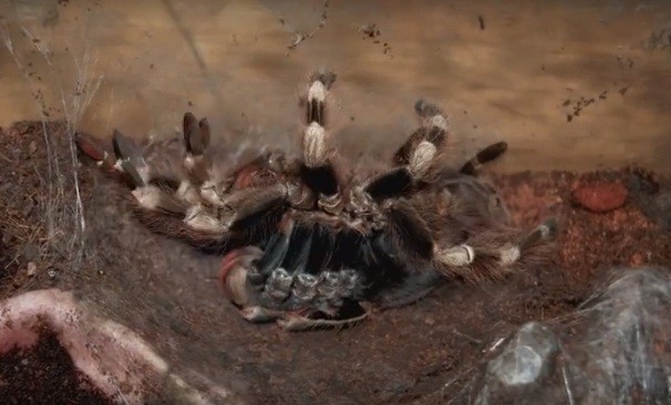 Giống như các loài nhện khác, nhện Tarantula cũng có quá trình lột xác, chỉ có điều khi  nhện Tarantula lột xác, quá trình đáng sợ và ghê rợn hơn nhiều, có thể khiến bất cứ người nào vô tình chứng kiến bị "đứng hình" vì sợ hãi.