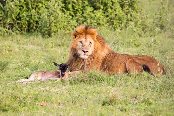 Chuyện lạ có thật này xảy ra ở công viên quốc gia Serengeti, Tanzania. Khi nhiếp ảnh gia Sherry McKelvie và các bạn của mình đang thưởng thức phong cảnh tuyệt vời ở nơi đây đã vô cùng bất ngờ khi chứng kiến một cảnh tượng bất thường,  sư tử nuôi linh dương đầu bò con làm thú cưng. (Nguồn AG)