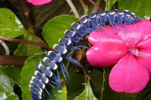 Trên thế giới có một  loài sâu độc đáo màu xanh biếc, tên khoa học là Polydesmid blue millipede, sống sâu trong những khu rừng Nam Mỹ. (Theo Boredom Therapy)