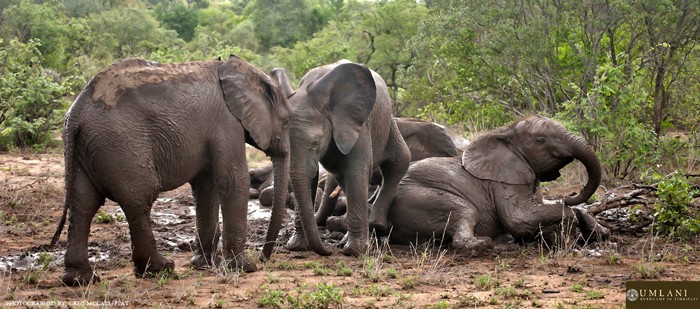 Nhiếp ảnh gia Greg McCall-Peat đã có dịp đến Umlani Bush Camp, khu vực Timbavati, vườn quốc gia Kruger, Nam Phi và may mắn chụp được những hình ảnh vô cùng thú vị về màn tắm bùn vui nhộn của gia đình  voi châu Phi. (Theo Africa Geographic)