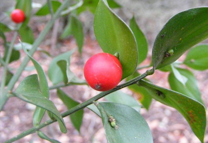 Butcher’s Broom là một  loài cây kỳ lạ, tên khoa học là Ruscus aculeatus, một loài thực vật có hoa trong họ Măng tây, chúng mọc thành những bụi thấp, có lá và thân cứng cáp. (Theo Amusing Planet)