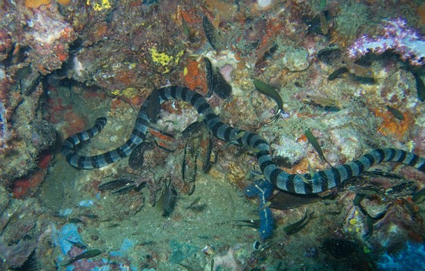 1. Rắn Belcher’s Sea Snake. Đây là con rắn độc đứng đầu danh sách những  loài rắn độc nhất thế giới. Theo nhiều chuyên gia, nọc độc của rắn biển Belcher độc hơn khoảng 100 lần những con rắn độc khác trên thế giới. Nếu một giọt nọc độc của rắn King Cobra đủ mạnh để giết chết hơn 150 người, thì chỉ vài miligram nọc độc của rắn biển Belcher cũng có thể giết chết hơn một ngàn người. (Theo L25)