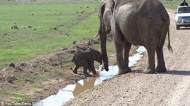 Một du khách tên là Elena Silina trong khi tham quan, thám hiểm động vật, thiên nhiên hoang dã ở khu bảo tồn Tanzania, châu Phi đã vô tình quay lại được cảnh tượng thú vị khi một con  voi con nhút nhát, sợ chết khiếp khi phải bước qua một rãnh nước nhỏ. (Theo Dailymail)