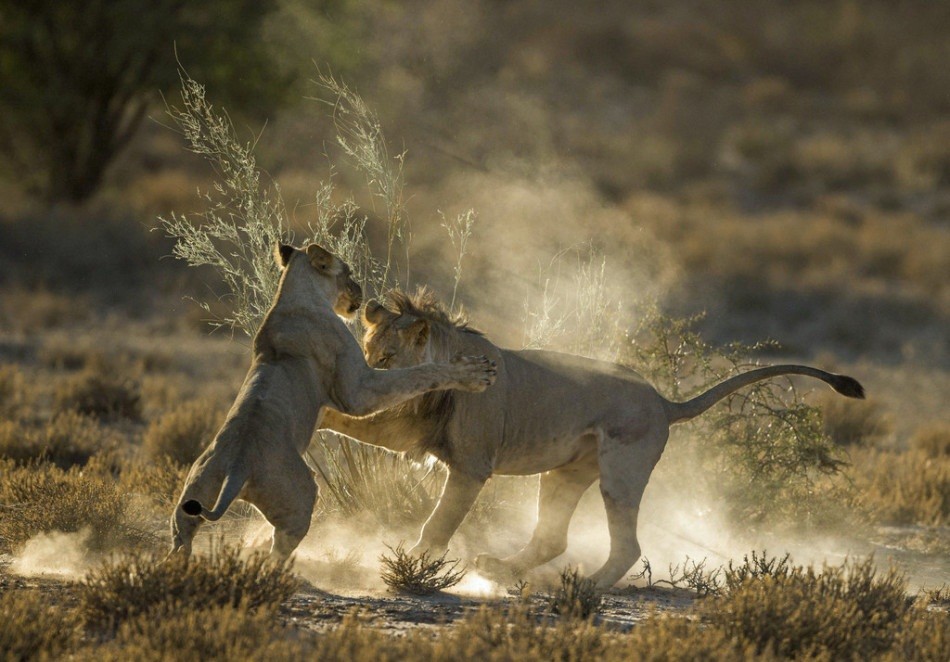 Trong lần ghé thăm công viên động vật hoang dã Kgalagadi Transfrontier, nhiếp ảnh gia Jaco Marx đã ghi lại được cảnh tượng vô cùng thú vị khi vợ chồng sư tử kịch chiến.