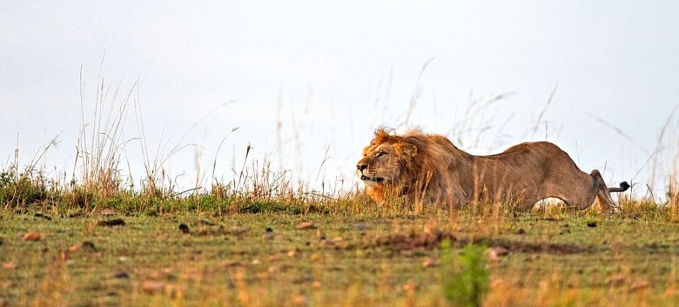 Nhiếp ảnh gia Aditya Singh ở Rajasthan, Ấn Độ trong khi ghé thăm khu bảo tồn động vật hoang dã Maasai Mara ở châu Phi đã bắt được khoảnh khắc cực kỳ hấp dẫn về màn săn giết linh dương đầu bò nhanh như điện giật của  sư tử đói mồi. Nguồn: Daily Mail