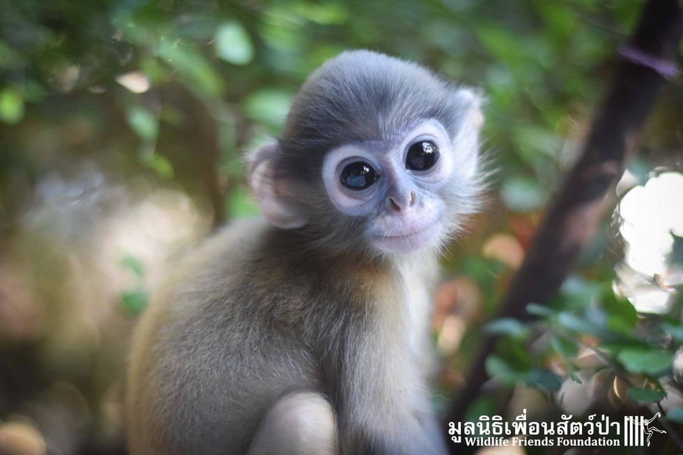 Piak, một chú khỉ con thuộc loài khỉ lá đeo kính mất mẹ khi mới chỉ được vài tuần tuổi. Piak trở thành một chú  khỉ con mồ côi khi đang rất cần sự chăm sóc của mẹ mình. (Nguồn Dodo)