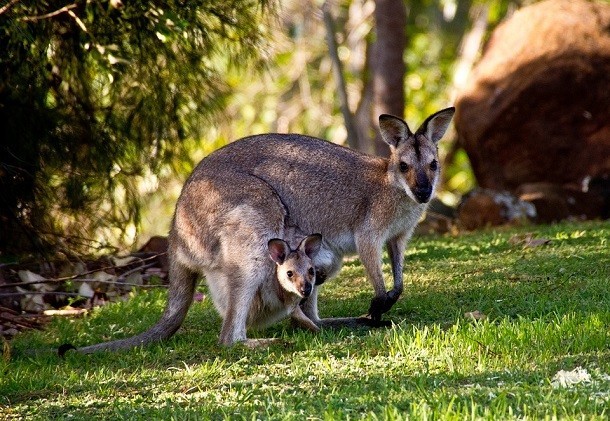 Một con kangaroo cái có thể mang thai và sau đó tạm dừng sinh trong một thời gian nếu nó muốn. Khi một con kangaroo cái chưa sẵn sàng để sinh đẻ, phôi thai sẽ phát ngừng phát triển sau một vài ngày và rơi vào chế độ chờ. Đây là một trong những  khám phá thú vị về kangaroo khiến nhiều người thích thú nhất. (List25)