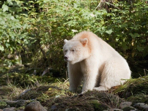 Gấu thần linh hay còn gọi là gấu Kermode có tên khoa học là Ursus americanus kermodei là một phân loài đặc biệt của gấu đen Bắc Mỹ, có thể gọi là phân loài đột biến của gấu đen bởi mặc dù thuộc họ gấu đen nhưng  gấu thần linh lại sở hữu bộ lông màu trắng và màu kem rất nổi bật.