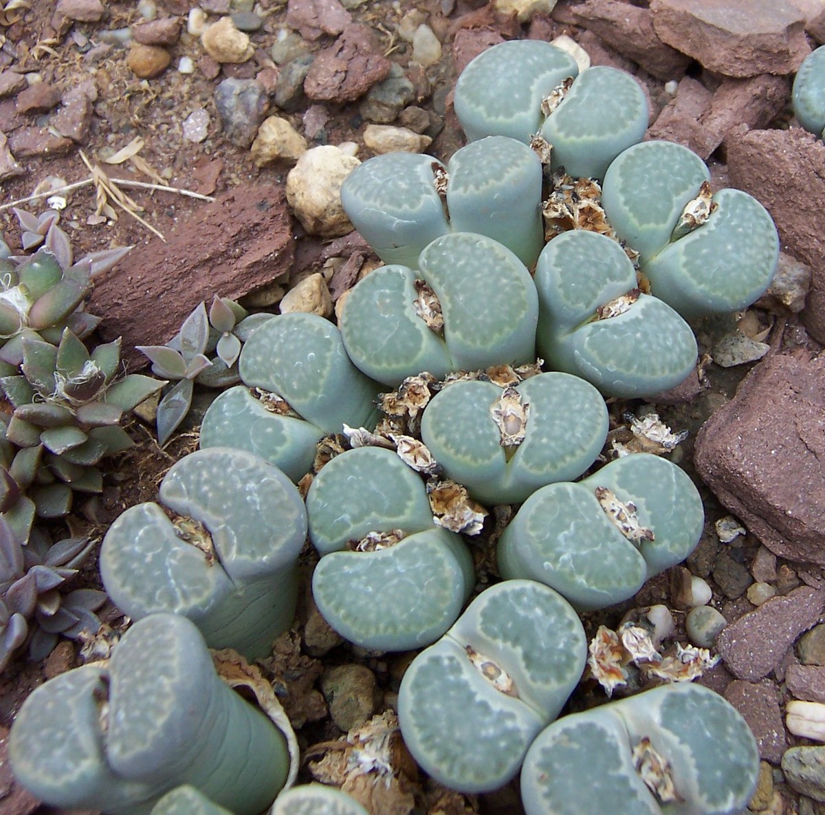 Loài  hoa sỏi đá này có tên tiếng Anh là Lithops, một chi thực vật có hoa trong họ Aizoaceae. Được gọi bằng một số tên khác như sinh thạch, ngọc đầu thạch, sen đá, xương rồng, hải thạch lan, hoa đá, hoa sỏi.