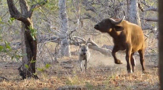 Trong chuyến khám phá khu vực African Dream Horse Safari thuộc công viên quốc gia Kruger, Nam Phi, du khách Ryan Dean Thomson đã bất ngờ được chứng kiến cảnh tượng những con  linh cẩu hung dữ truy sát, ăn thịt trâu rừng ngay gần nhà nghỉ của mình.