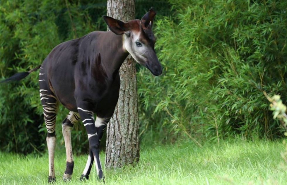 Okapi là một loài  động vật kỳ lạ, tên khoa học là Okapia johnstoni, một loài động vật hữu nhũ thuộc họ Hươu cao cổ và có họ hàng thân thiết với hươu cao cổ, sinh sống tại khu vực rừng rậm thuộc Cộng hòa Dân chủ Congo ở châu Phi.