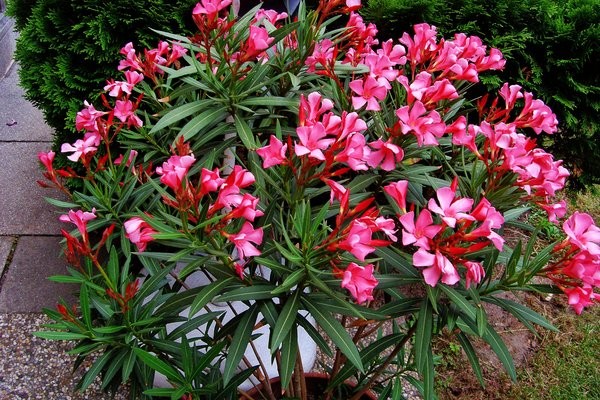  Loài cây toàn thân mang kịch độc ở Việt Nam có tên khoa học là Nerium oleander là một loài cây bụi hay cây gỗ nhỏ, thường xanh trong họ La bố ma (Apocynaceae) cũng là loài duy nhất hiện tại được phân loại trong chi Nerium. Trúc đào được trồng rất nhiều ở Việt Nam nhưng ít người biết rằng loài cây trúc đào này toàn thân mang kịch độc.