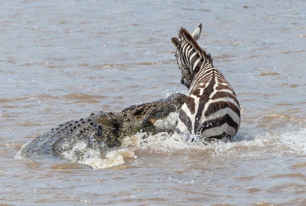 Tại công viên quốc gia Masai Mara ở Kenya, Nam Phi, nhiếp ảnh gia động vật hoang dã người Đức Ingo Gerlach đã ghi lại được cảnh tượng kịch tính khi một con  ngựa vằn đối đầu cá sấu và thoát hiểm một cách khó tin.