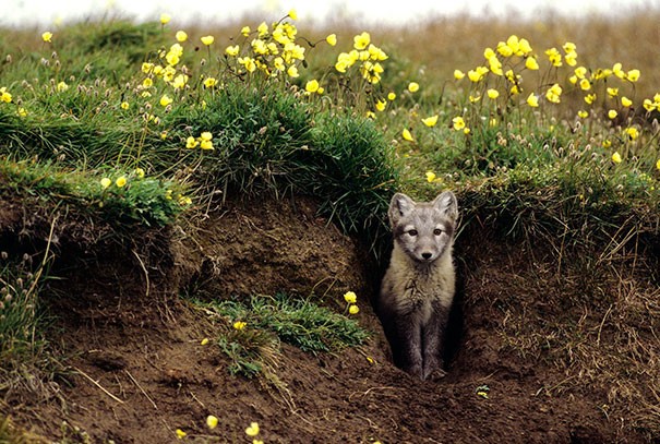 Theo Brian Person, một nhà sinh học chuyên về động vật hoang dã thuộc North Slope Borough ở Barrow, Alaska, loài  cáo tuyết Bắc cực không chỉ vô cùng dễ thương mà còn là những tay làm vườn cừ khôi.