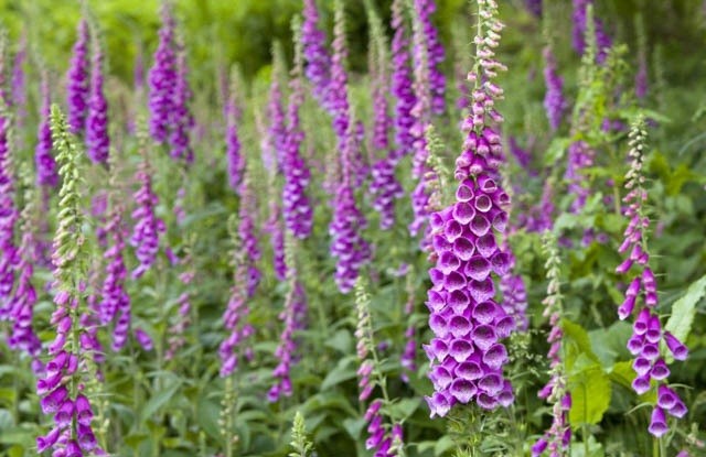  Hoa bao tay chồn (Foxglove) hay còn gọi là mao địa hoàng, tên khoa học là Digitalis purpurea, là một loài thực vật có hoa trong họ Mã đề. Hoa nở thành từng chùm, có màu tím hồng rất nổi bật.