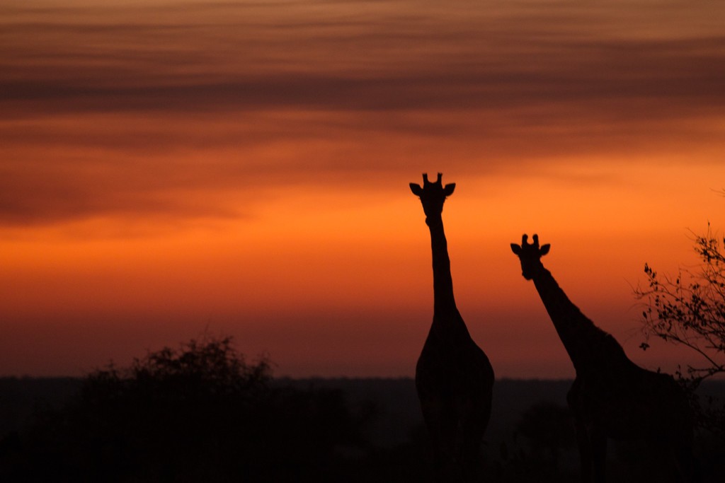  Tên gọi: Tên khoa học của  hươu cao cổ là Giraffa camelopardalis, xuất phát từ niềm tin của người Hy Lạp cổ đại cho rằng loài động vật này giống như một sinh vật lai tổng hợp, là một con lạc đà khoác lên mình bộ da của một con báo. (Nguồn Africa Geographic)