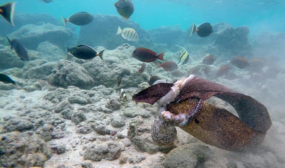 Một du khách người Thụy Điển có tên là Nicklas bạn gái của mình, Elin đã trong kỳ nghỉ ở Oahu, Hawaii đã khi lại được cảnh tượng kỳ thú giữa  bạch tuộc và cá chình khi hai loài này kịch chiến không khoan nhượng.