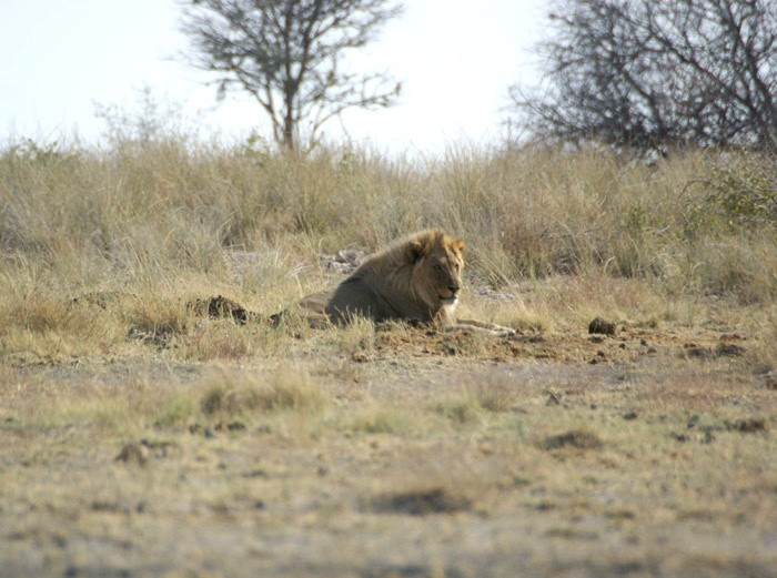 Tại công viên quốc gia Etosha, Namibia, một du khách có tên Gary Shearer và vợ của mình đã có một trải nghiệm không thể nào quên khi được chứng kiến trận tranh hùng của những vị  vua sư tử, kẻ thống lĩnh vùng thảo nguyên rộng lớn. (Nguồn Africa Geographic)