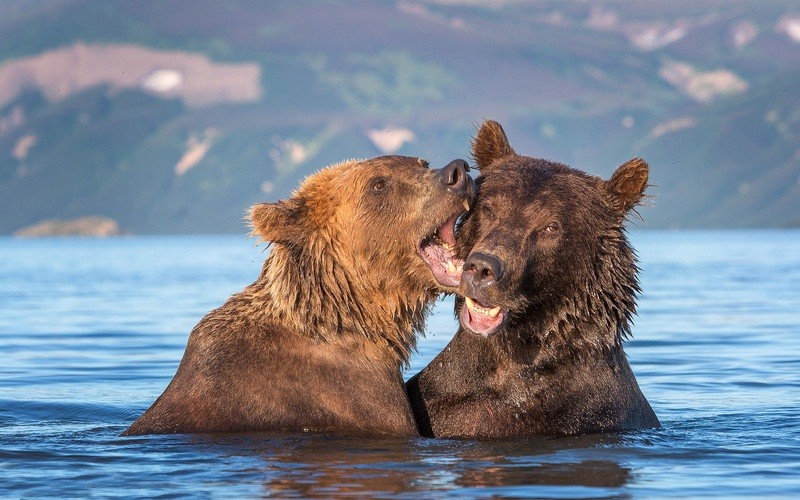 Nhiếp ảnh gia người Nga, 38 tuổi, Egor Vlasov trong chuyến du lịch tới bán đảo Kamchatka, đã ghi lại được những hình ảnh thú vị khi  gấu nâu khổng lồ âu yếm, tình cảm với nhau dưới nước. (Nguồn Sina)