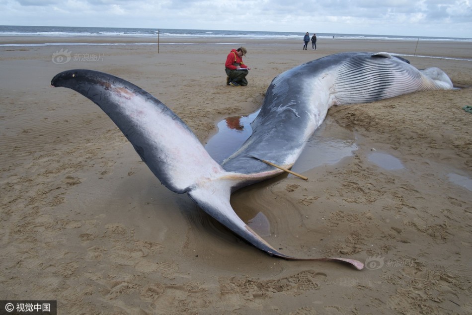 Tại bãi biển Holkham, Norfolk, nước Anh, nhà nghiên cứu Rob Deaville, người đứng đầu Chương trình điều tra hiện tượng động vật biển có vú mắc cạn ở Anh và nhóm nghiên cứu của ông chuẩn bị tiến hành mổ phanh xác  cá voi khổng lồ mắc cạn, chết thảm. (Nguồn Sina)