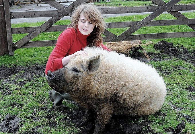 Loài động vật kỳ lạ  lợn cừu này có tên tiếng Anh là Mangalitsa, Mangalitza hay Mangalica là một giống lợn tự nhiên từ Châu Âu có nguồn gốc trực tiếp từ các quần thể lợn rừng.