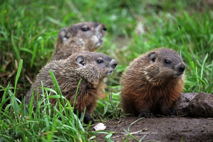 Macmot châu Mỹ hay còn gọi là  sóc Macmot, tên khoa học là Marmota monax, một loài động vật có vú trong họ Sóc, bộ Gặm nhấm. Loài này cũng được gọi là sóc đất khổng lồ, theo Richard Thorington, người quản lý khoa động vật có vú tại Bảo tàng Quốc gia Smithsonian thuộc bảo tàng lịch sử tự nhiên ở Washington, DC. (Ảnh: Jon Atkinson)