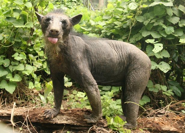 Trong ảnh là chú  gấu trụi lông có tên là Dominga, thuộc loài gấu bốn mắt Andes, sống tại Peru. Sau khi bị săn trộm, chú gấu nâu bất hạnh được các thương nhân buôn bán bất hợp pháp, qua tay nhiều người cuối cùng lọt vào một vườn thú nhỏ và sống cuộc đời cô đơn, bị ngược đãi từ đó. (Nguồn Sina)