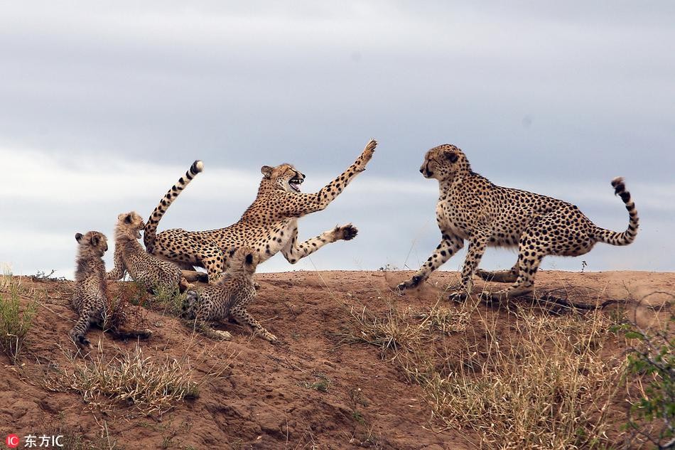 Nhiếp ảnh gia Daryl Dell trong thời gian tham quan, khám phá tại khu bảo tồn động vật hoang dã Phinda Private Game Reserve, Nam Phi đã ghi lại được cảnh tượng kịch tính khi  báo đốm mẹ kịch chiến với báo đốm đực bạn tình để bảo vệ con mình. (Nguồn Sina)