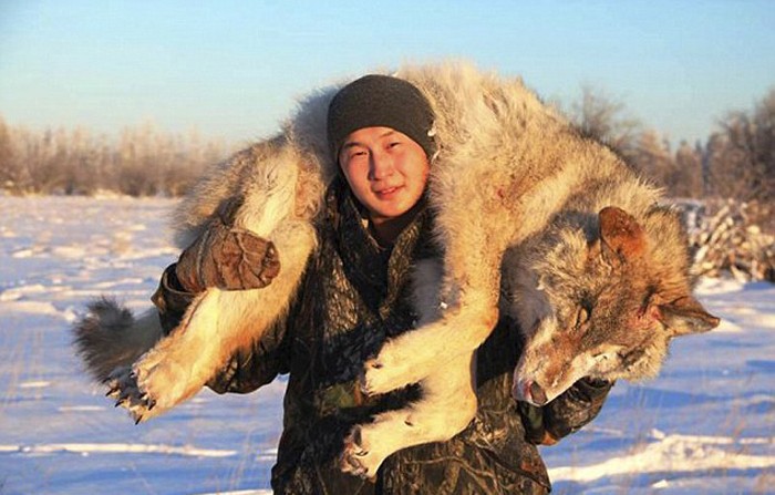 Theo thông tin đăng tải, Nga đang phát triển một dự án  săn sói tuyết bằng máy bay trực thăng ở Yakutia, để phục vụ những du khách có tiền giải trí, đồng thời cũng nhằm giảm bớt khó khăn và mất mát do sói gây ra tại địa phương. (Nguồn Sina)