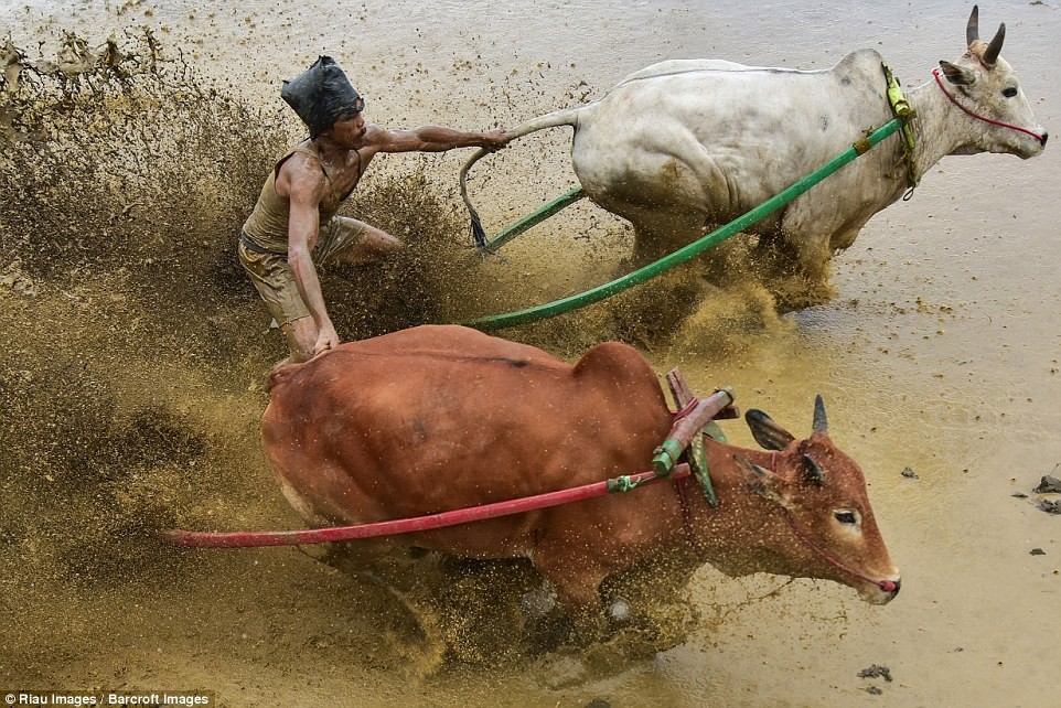 Cuộc  đua bò ở Indonesia có tên gọi là Pacu Jawi, là một nghi thức được tổ chức suốt 400 năm qua, nhằm kỉ niệm việc kết thúc một vụ lúa nước bội thu. (Nguồn Dailymail)