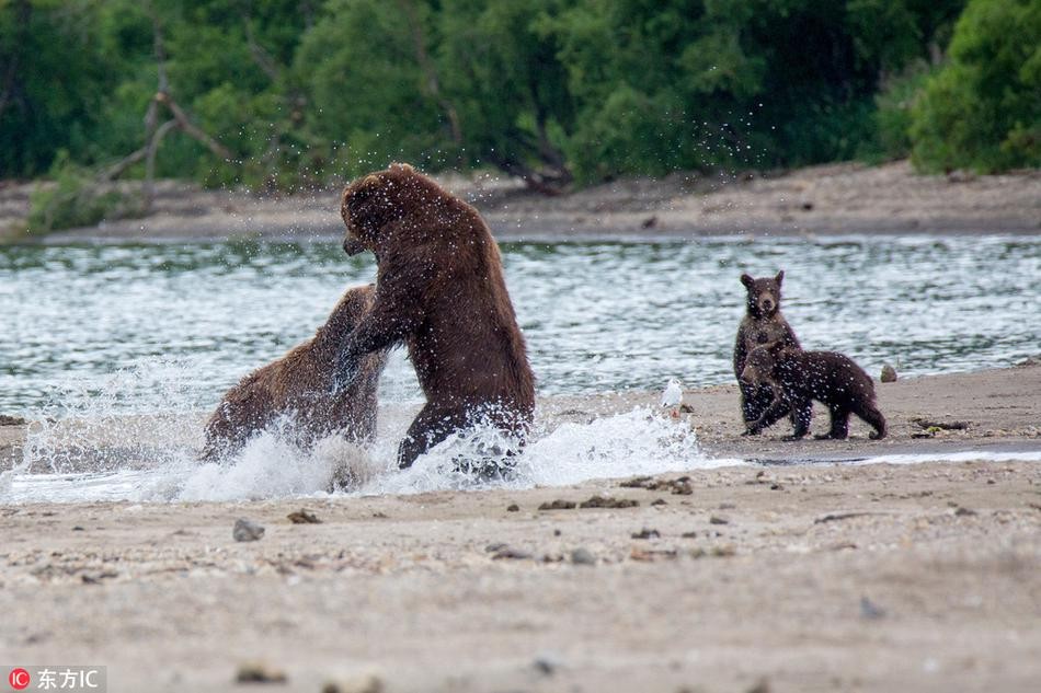 Tại khu vực hồ Kurile, thuộc bán đảo Kamchatka của Nga, du khách và các nhà khám phá có thể thường xuyên nhìn thấy những hoạt động hàng ngày của loài  gấu nâu khổng lồ. Bên cạnh những màn bắt cá ấn tượng, gấu nâu khổng lồ còn có những trận chiến đẫm máu, khiến nhiều người run sợ.