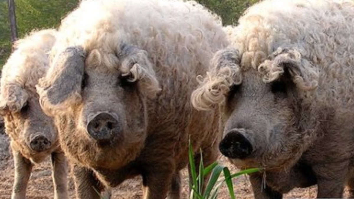 Loài  lợn lông xù Mangalitsa còn được gọi là lợn cừu hay lợn Mangalitza hay Mangalica là một giống lợn tự nhiên từ Châu Âu có nguồn gốc trực tiếp từ các quần thể lợn rừng. (Ảnh: Youtube)