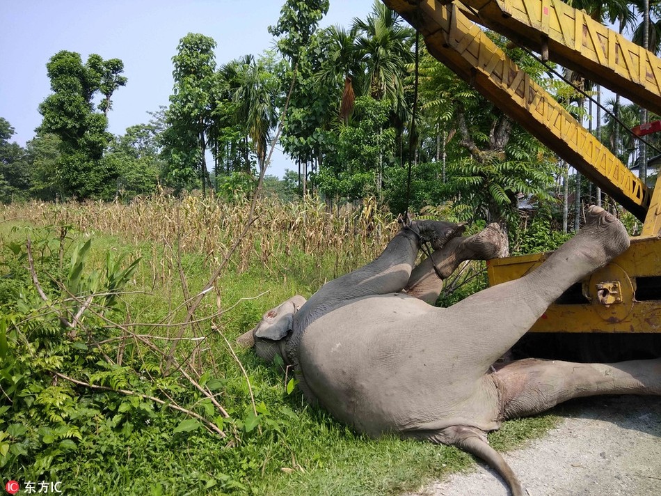 Mới đây, cảnh tượng một con  voi khổng lồ chết thảm do bị điện giật ở Ấn Độ đang gây xôn xao dư luận. Nhiều người bày tỏ sự thương xót đối với chú voi xấu số này và mong rằng những lưới điện sẽ được gỡ bỏ xung quanh vùng đất nông nghiệp để đảm bảo an toàn cho các động vật hoang dã hơn. (Nguồn Sina)