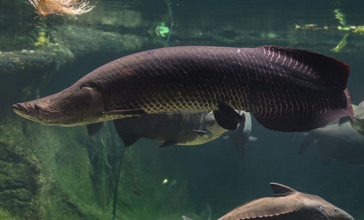 Loài  cá khổng lồ Arapaima hay Pirarucu, hoặc paiche có tên khoa học là Arapaima, là một chi cá nước ngọt trong họ Arapaimidae thuộc bộ cá rồng (Osteoglossiformes) gồm các loài cá bản địa của sông Amazon và sông Essequibo, ở Nam Mỹ. (Ảnh: National Zoo)