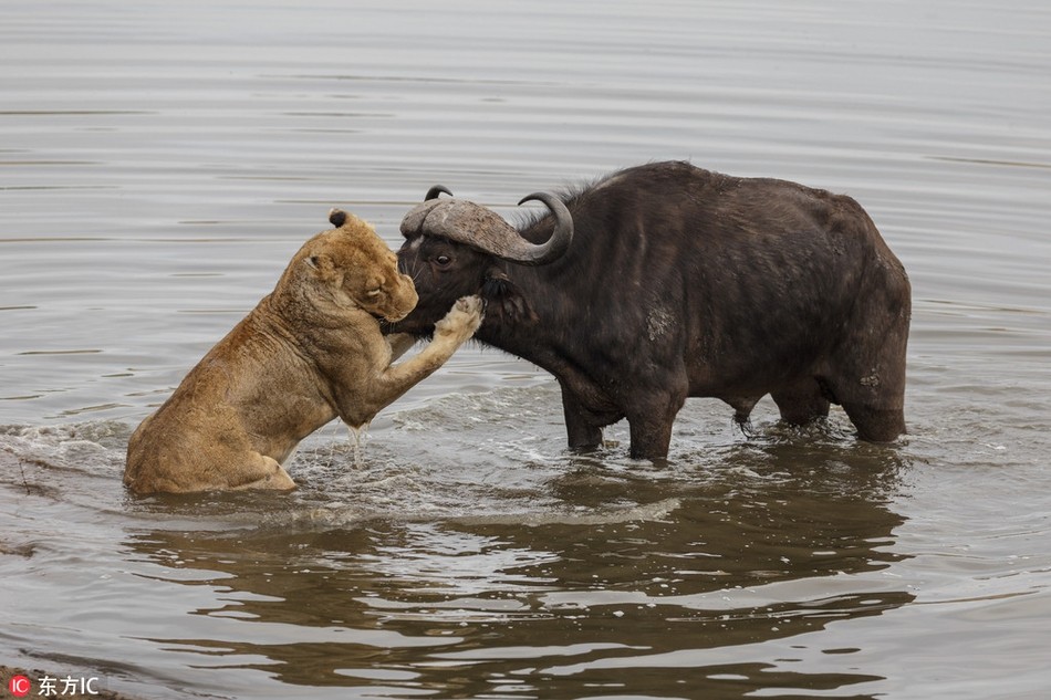 Mới qua, tại Sabi Sabi Game Reserve, Nam Phi, du khách và những người hướng dẫn có dịp được chứng kiến tận mắt sự khốc liệt của thiên nhiên hoang dã, khi  đàn sư tử săn giết và xé xác trâu rừng một cách nhanh chóng. (Nguồn Sina)