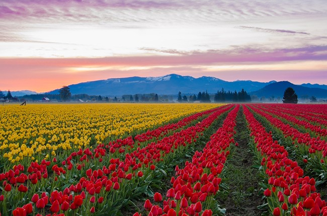 1. Thung lũng hoa Tulip ở Skagit, Washington State là 1 trong những  địa danh đẹp đến khó tin tại Mỹ: Bắt đầu từ ngày 1/4, hàng trăm ngàn du khách đổ đến các cánh đồng hoa tulip này để chiêm ngưỡng những bông hoa tuyệt đẹp với đủ các màu sắc nằm trên những cánh đồng hoa bát ngát đang vào mùa nở rực rỡ nhất.