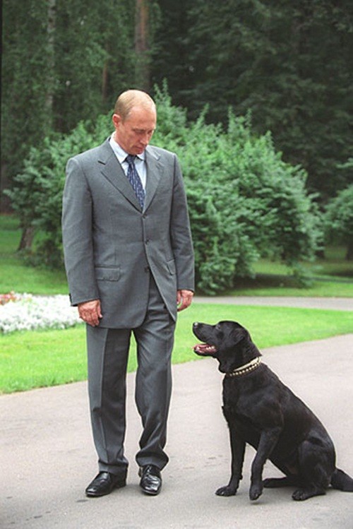 Theo tìm hiểu, siêu  chó cưng của Tổng thống Nga Vladimir Putin có tên là Koni, thuộc giống Black Labrador. Từ năm 2001, Koni gắn bó với tổng thống Nga Putin như hình với bóng. Được biết, Koni là món quà mà cựu Bộ trưởng Bộ Khẩn cấp Sergei Shoigu tặng ông.