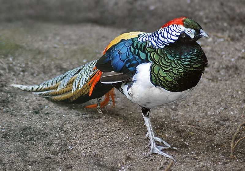 Theo tìm hiểu, loài  chim trĩ 7 sắc này có tên tiếng Anh là Lady Amherst's pheasant, tên khoa học là Chrysolophus amherstiae, thuộc họ chim trĩ Phasianidae, sinh sống chủ yếu trên mặt đất. (Ảnh: Pinterest)