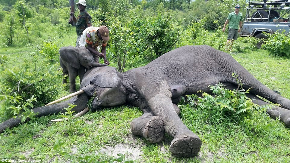 Câu chuyện cảm động xảy ra ở Vườn Quốc gia Nam Luangwa ở Zambia, Nam Phi, khi  voi con mắc kẹt trong một cái hố nhân tạo cạnh một ngôi làng gần đó.