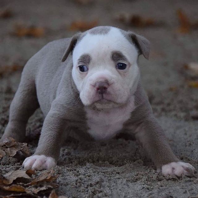 Chú  chó bulldog Anh này không chỉ có ngoại hình đặc biệt mà còn có cái tên lạ lùng Madame Eyebrows. Sở dĩ có cái tên đó là bởi nó sở hữu khuôn mặt rất thu hút với hai đốm lông hệt như lông mày của con người.