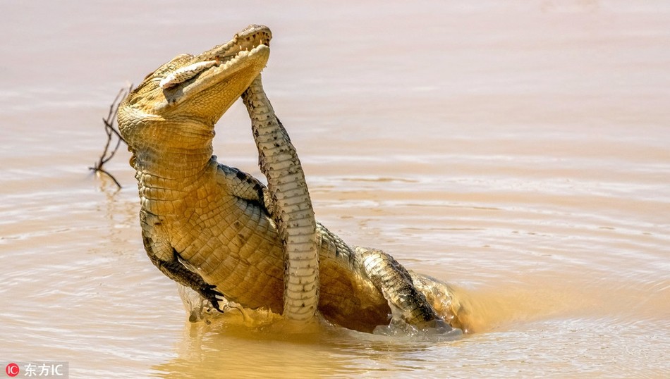 Mới đây, trong khi khám phá, tác nghiệp ở công viên quốc gia Yala, Sri Lanka, nhiếp ảnh gia động vật hoang dã Rishani Gunasinghe may mắn ghi được khoảnh khắc kịch tính về trận kịch chiến giữa cá sấu và rắn hổ bướm.