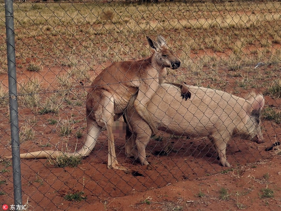 Trong ảnh là khoảnh khắc xấu hổ muốn độn thổ của một con  kangaroo đực. Mắt nhắm mắt mở tưởng nhầm một con heo cái là bạn tình, kangaroo đực nhanh nhảu, không ngần ngại "yêu đương" nóng bỏng ngay cả khi có người chứng kiến.